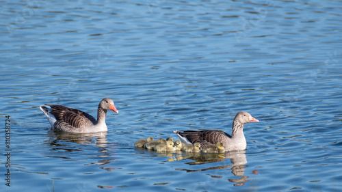 Family of common geese swimming on the National Park, tablas de Daimiel, Spain