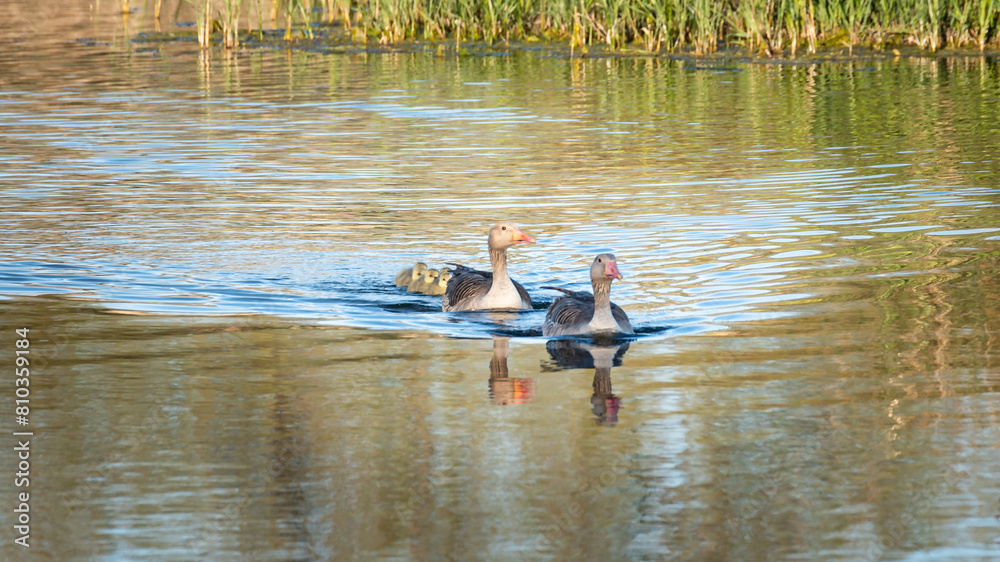 Family of common geese swimming on the National Park, tablas de Daimiel, Spain Family of common geese swimming on the National Park, tablas de Daimiel, Spain