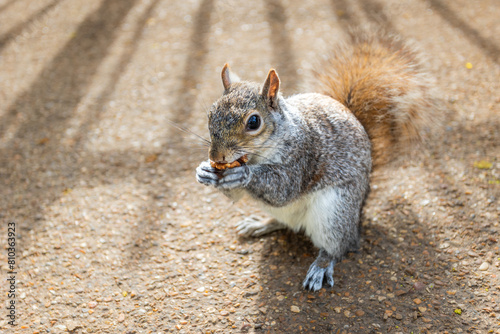 Grey British squirell eating a wallnut