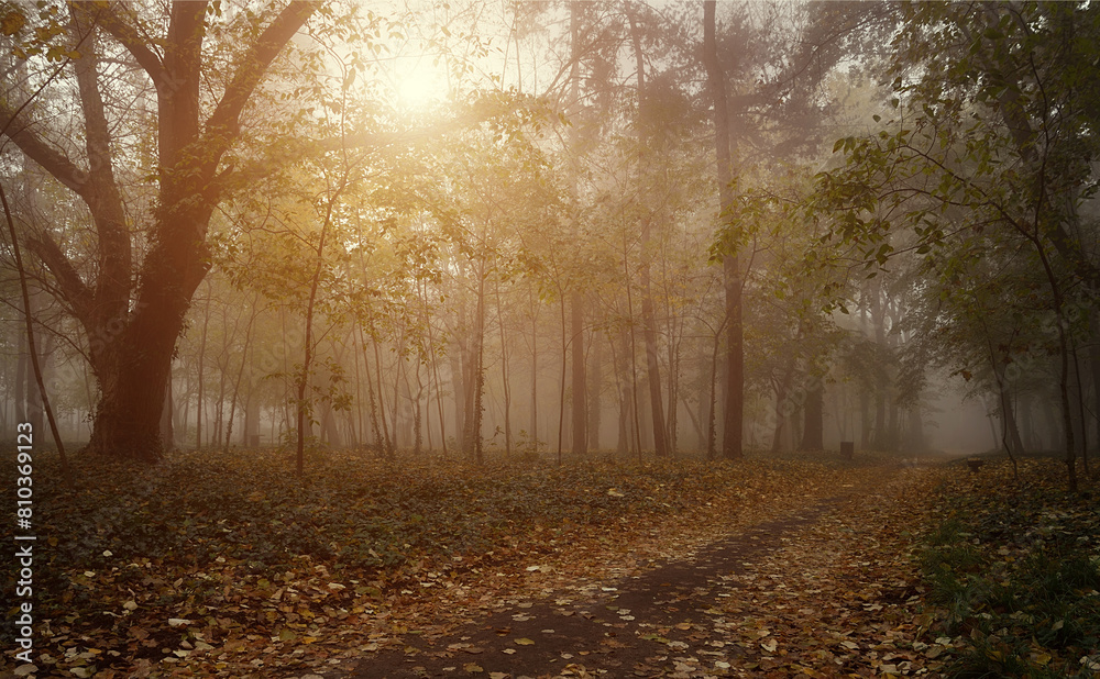 Misty autumn forest path at sunrise