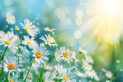 meadow with daisies  beautiful spring background  blue sky and sun rays