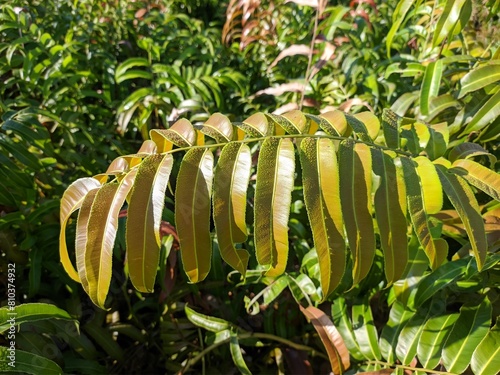 Kalakai plants (Stenochlaena Palustris) in the morning photo