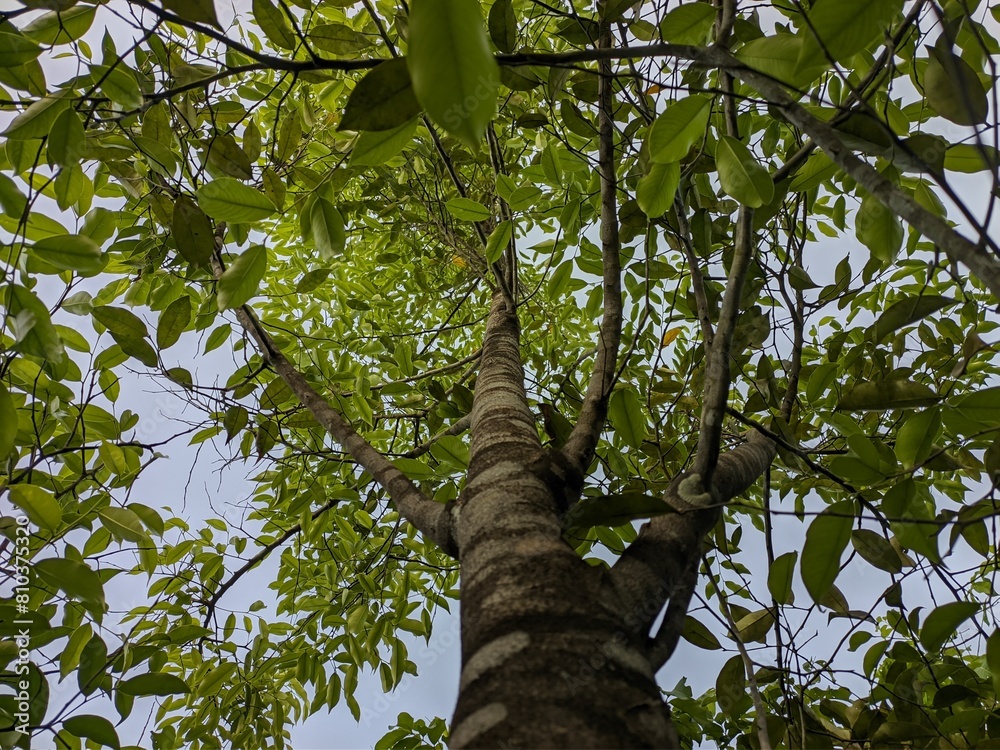 Fototapeta premium green tree branches