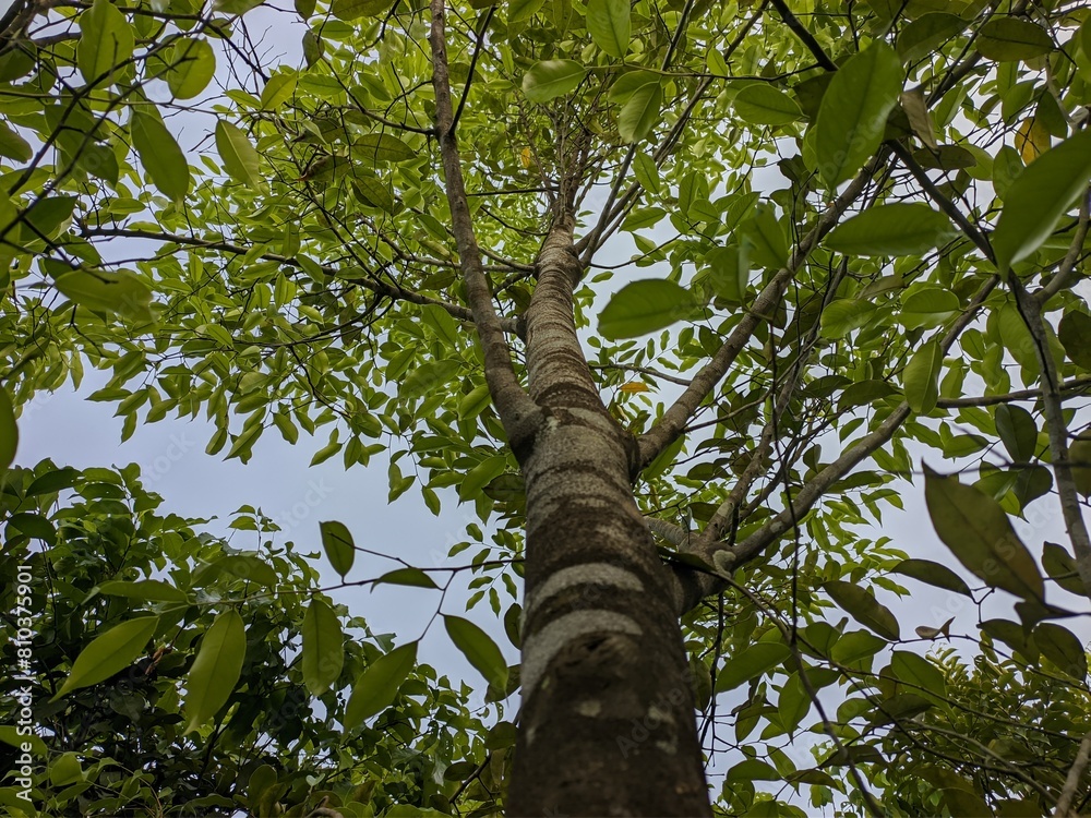 Fototapeta premium Gaharu tree (Aquilaria malaccensis) in tropical nature borneo