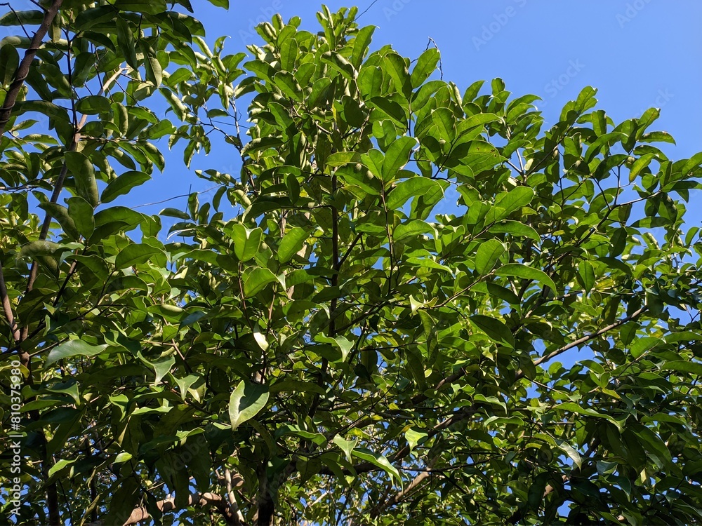 young gaharu leaves in the morning young gaharu leaves in the morning