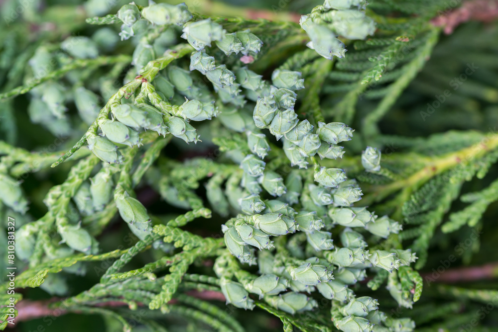 Thuja cones closeup selective focus Thuja cones closeup selective focus