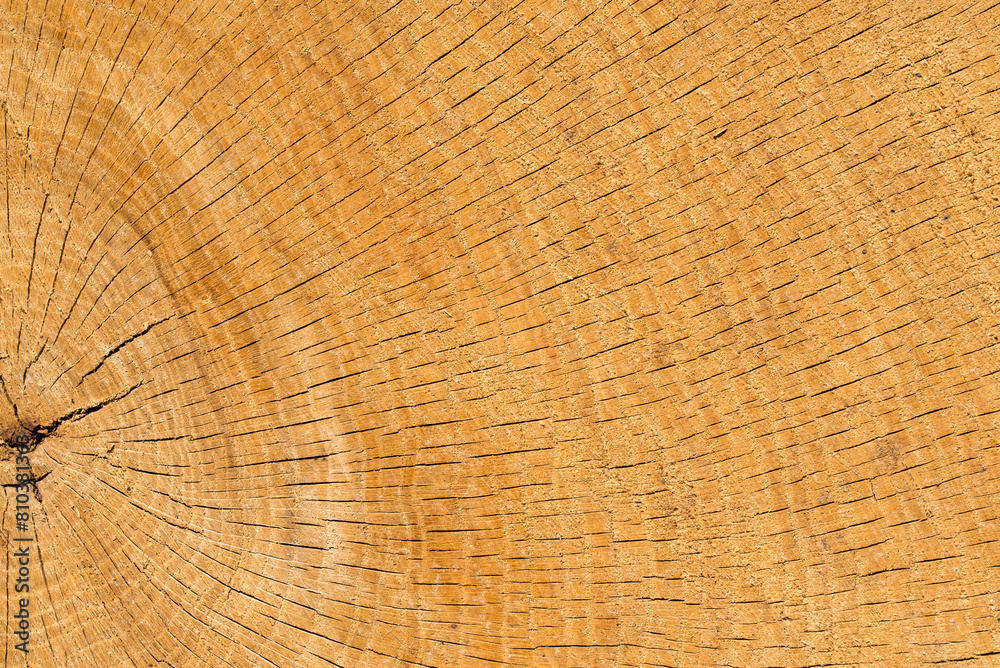 Fototapeta premium Old cut oak tree wood texture backdround