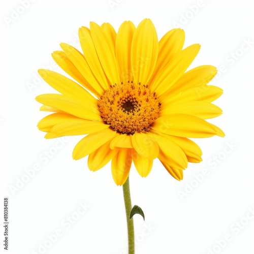 Vibrant yellow daisy flower  perfectly isolated against a white background  Ai Generated