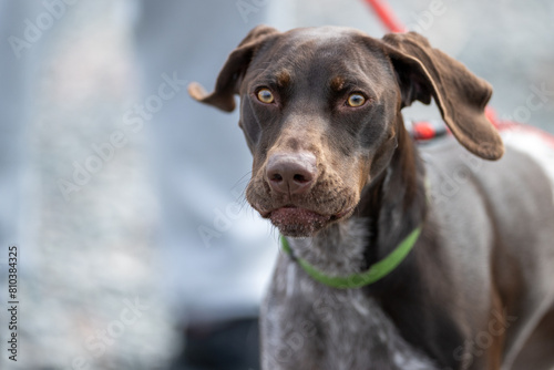A serious looking German shorthaired pointer dog. The powerful retriever is lean, and sleek, has long ears, and a hunting bird dog. The pedigree pet has shiny brown hair with white spots on its chest.