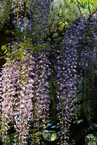 藤の花(フジ)　紫と白花