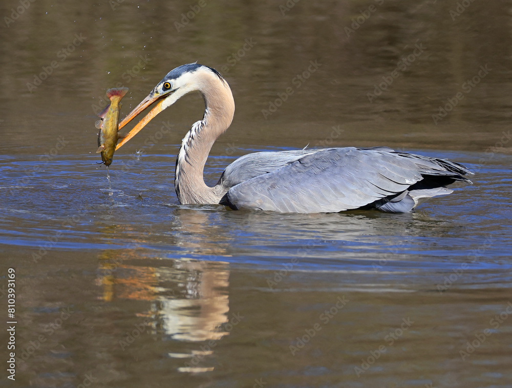 Naklejka premium Great blue heron portrait into the swamp, Quebec, Canada