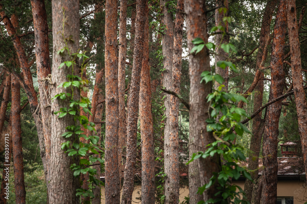Selective blur on trunks of pine and fir trees in a typical eastern european baltic forest of latvia. It's a latvian wood, typical, in summer. Selective blur on trunks of pine and fir trees in a typical eastern european baltic forest of latvia. It's a latvian wood, typical, in summer.