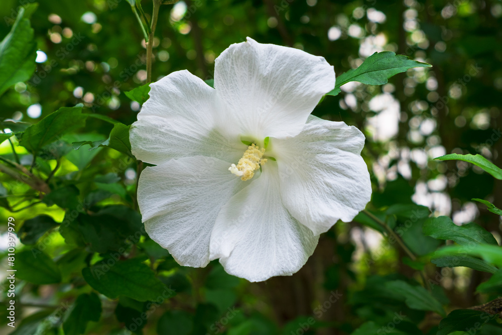 芙蓉の白い花 芙蓉の白い花