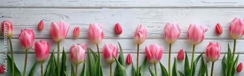 Springtime Pink Tulips on Rustic White Boards for Mother s Day or Easter Holiday Concept