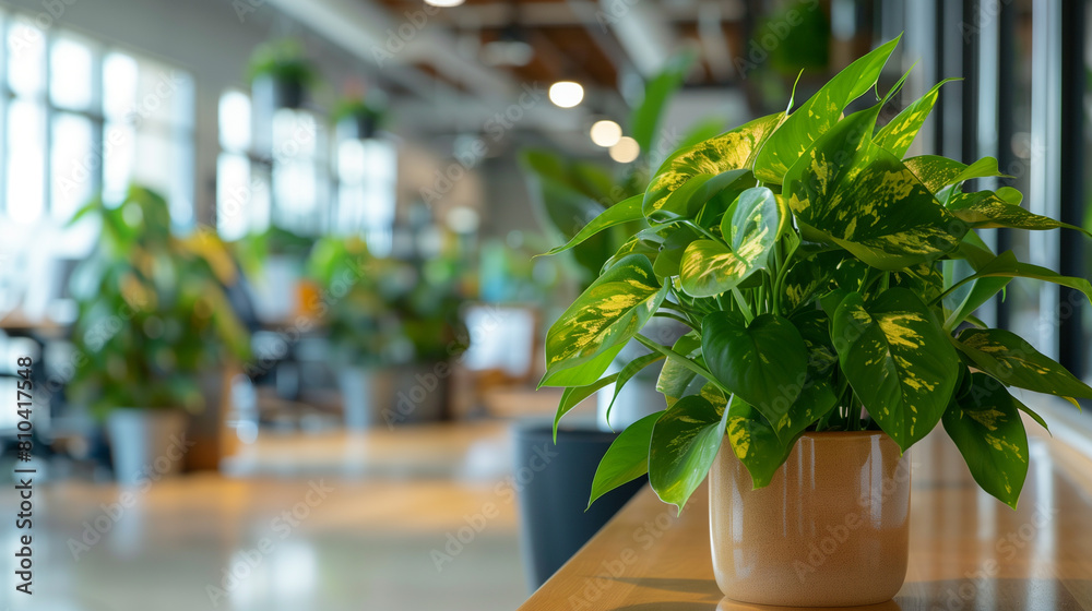 money plant in modern office, eco friendly office interior decorated with plants, plant in pot money plant in modern office, eco friendly office interior decorated with plants, plant in pot