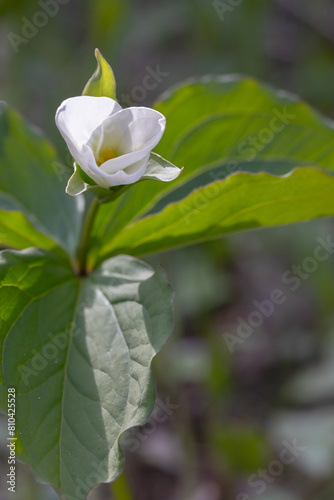 White Trillium blooming in May with leaves visible