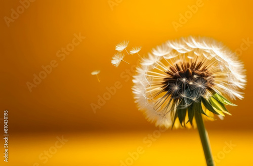 Dandelion seeds blowing away across a fresh yellow background