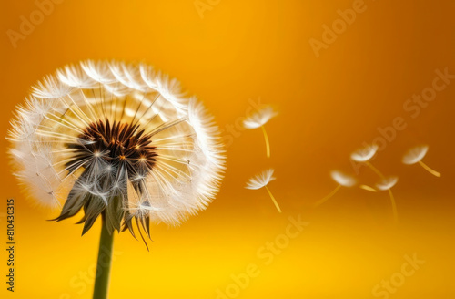 Dandelion seeds blowing away across a fresh yellow background