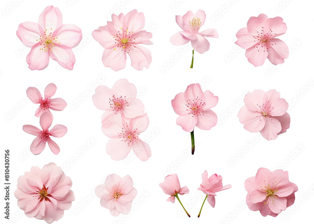 cherry blossom flowers 