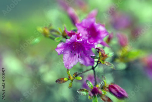 purple flower © Randall