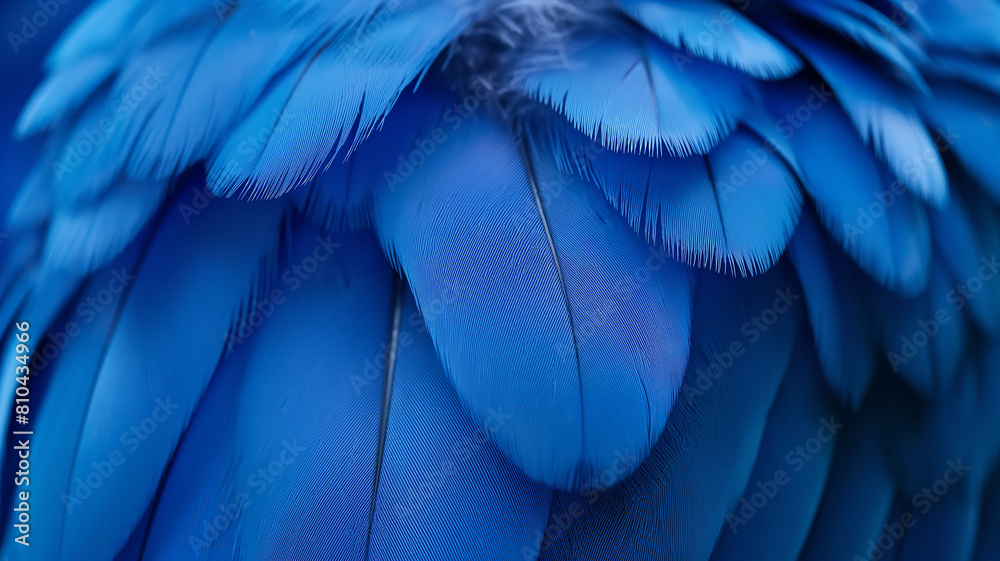 Fototapeta premium blue feather background