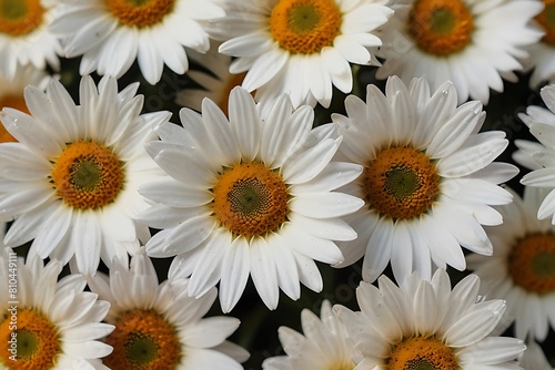 bouquet of white daisies