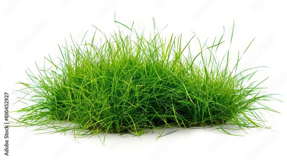 lush green grass tufts isolated on white background nature photography lush green grass tufts isolated on white background nature photography
