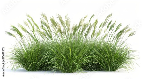 nassella tenuissima ornamental grass isolated on white 3d illustration from human eye level