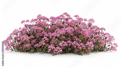 sedum spectabile bush with delicate pink flowers isolated on white highly detailed 3d illustration botanical rendering natural beauty photo