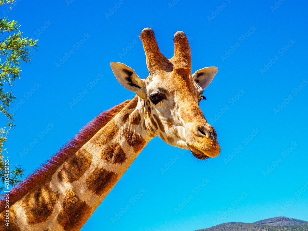 Fototapeta premium Head of a giraffe