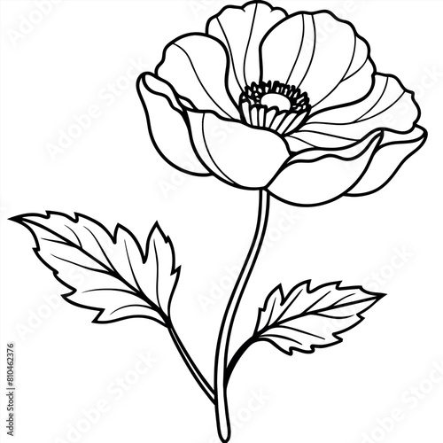 Poppy Flower outline illustration coloring book page design, 
Poppy Flower black and white line art drawing coloring book pages for children and adults