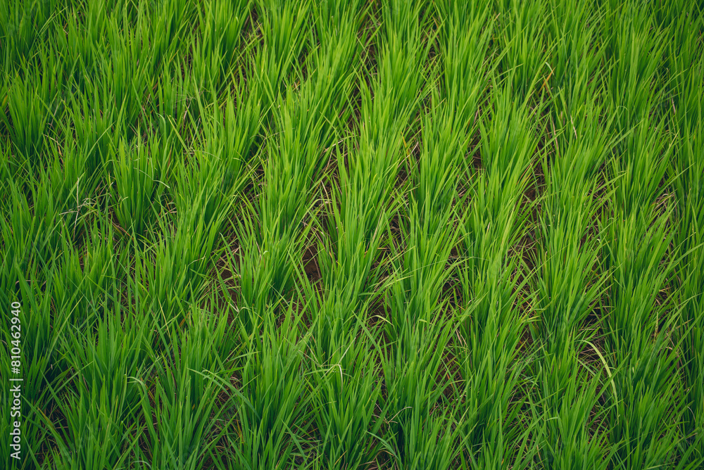 Obraz premium Rice Field Green agriculture ecosystem Asian rice paddy field Vietnam green farm. Harvest agriculture planting cultivation golden green rice terraces in organic farm with tropical natural sunrise.