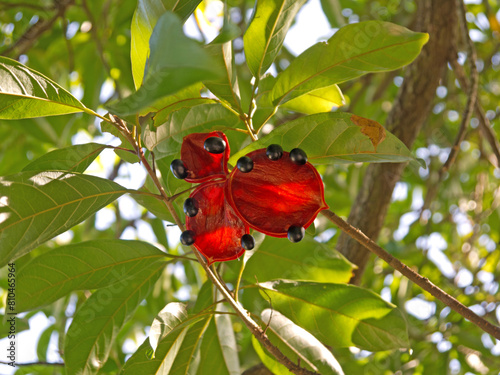 Branch of Sterculia lanceolata Bastard poon tree fruit with black seeds and bright red pods with green leaves in background photo