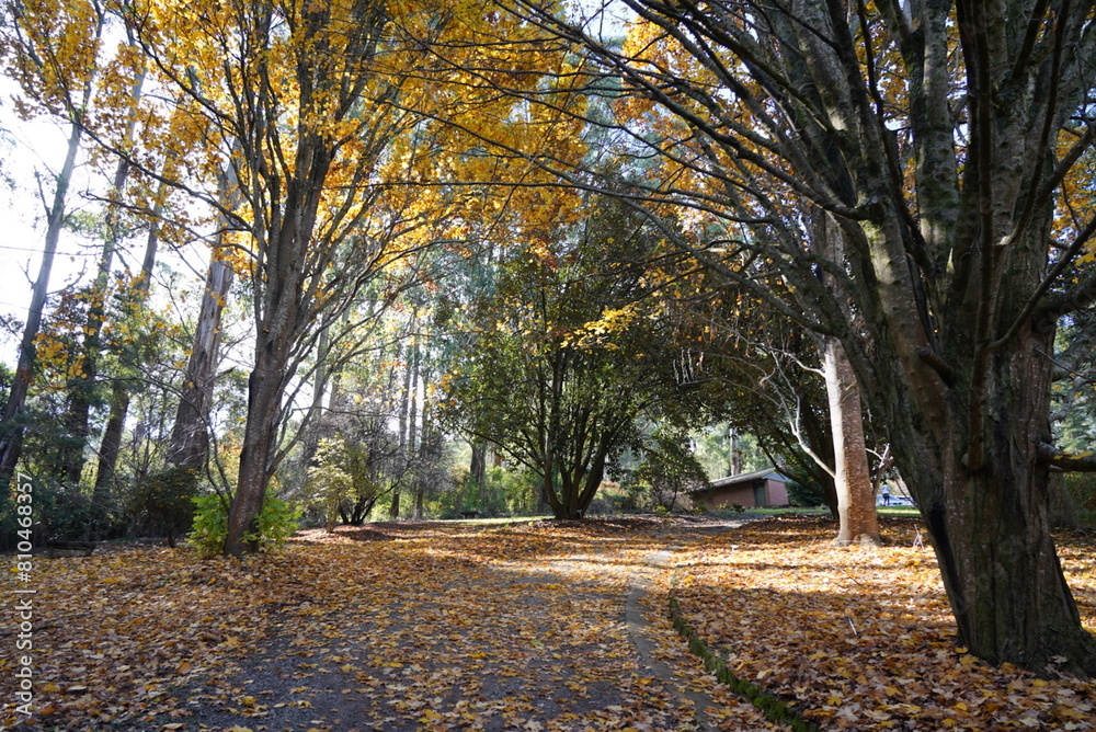 Naklejka premium autumn in the park