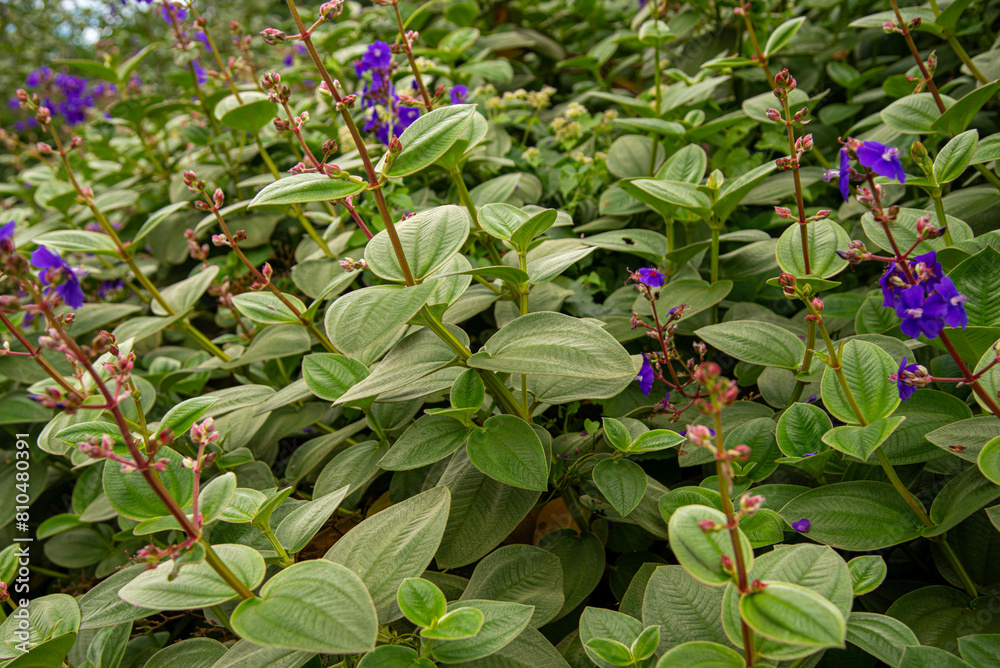 Tibouchina heteromalla plants Tibouchina heteromalla plants