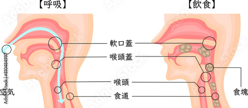 飲食　呼吸　嚥下性無呼吸　イラスト　日本語