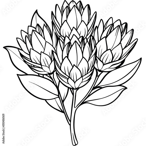 Protea flower outline illustration coloring book page design, Protea flower black and white line art drawing coloring book pages for children and adults