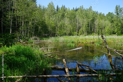 wetland