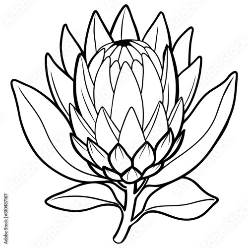 Protea flower outline illustration coloring book page design, Protea flower black and white line art drawing coloring book pages for children and adults