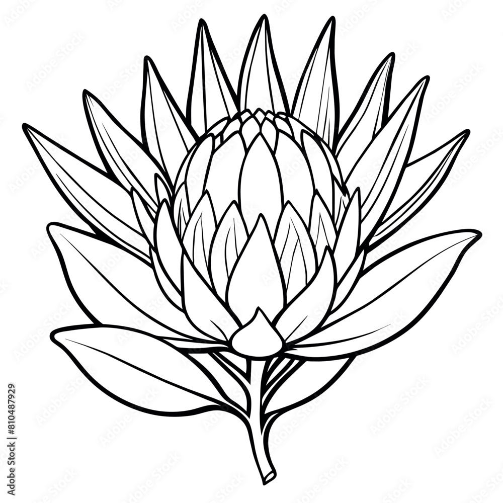 Protea flower outline illustration coloring book page design, Protea ...