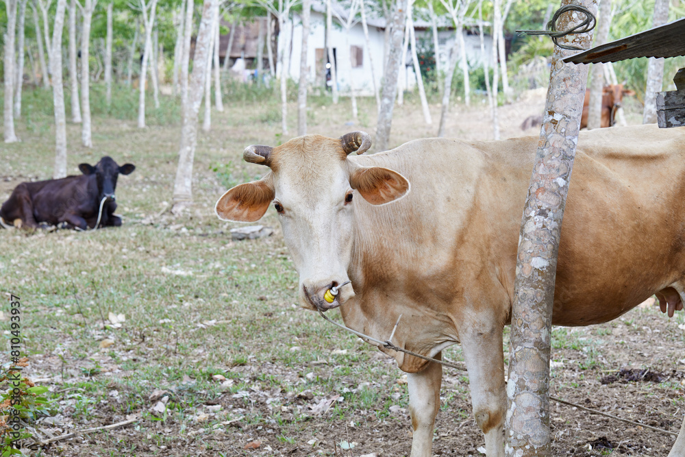 Cow on field