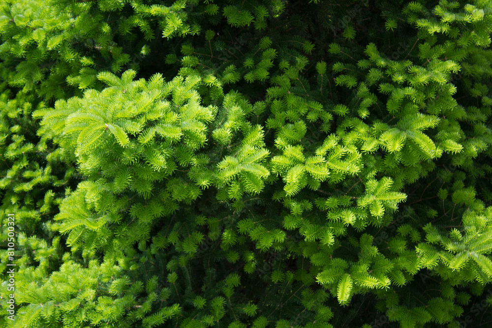 Taxus baccata close up. Green branches of yew tree(Taxus baccata, English yew Taxus baccata close up. Green branches of yew tree(Taxus baccata, English yew