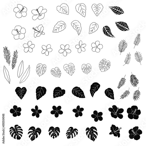 手描きの南国の植物の線画イラスト素材