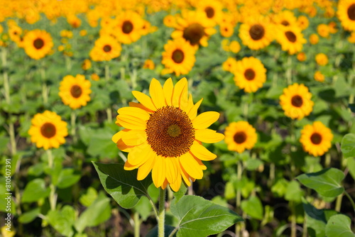 Sunflower field  Beautiful summer landscape.