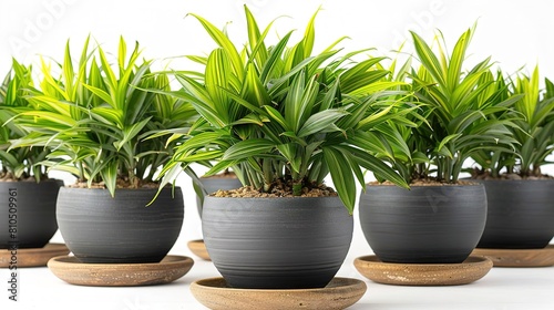 A beautiful shot of a lush green plant in a ceramic pot