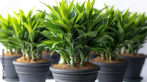 A lush green dragon tree plant in a black pot  with vibrant green leaves and a braided stem. The plant is placed in a bright  sunny location and is surrounded by other plants.