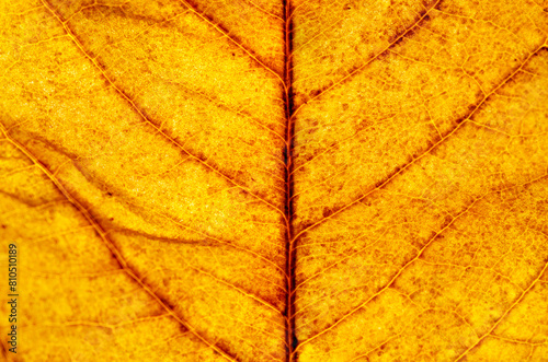 close-up brown leaf texture ( autumn leaf ) Autumn leaf texture background.