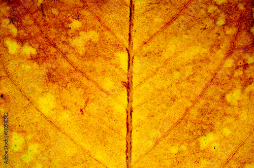 close up brown leaf texture ( autumn leaf ) 