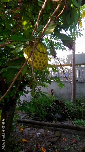 Srikaya fruit is almost ripe, blown by the gentle breeze in a garden, Srikaya fruit with the scientific name Annona squamosa with its many benefits grows well in gardens with its quite large size photo