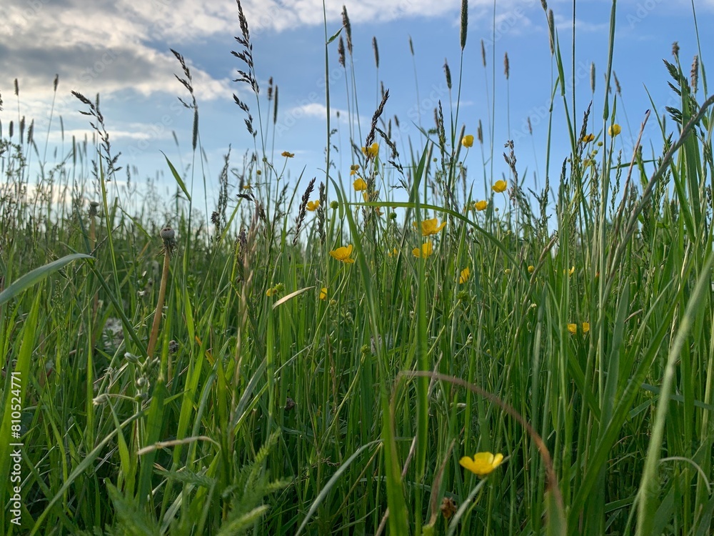 grass and sky grass and sky